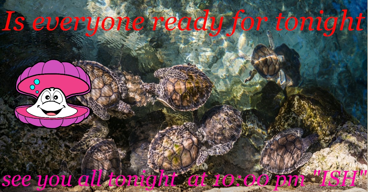 Oysters in water ready for live pearl opening